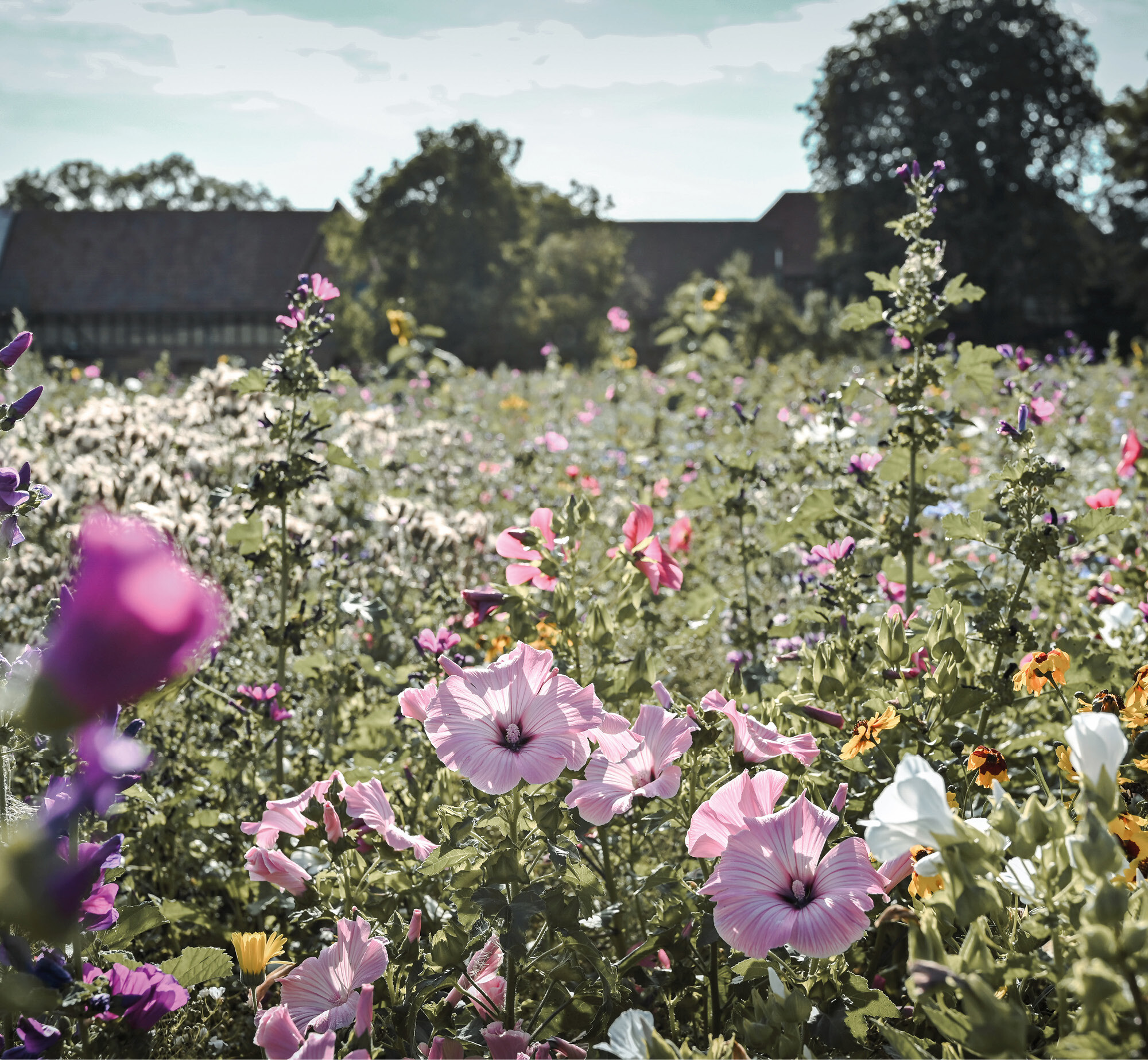 Sommerliche Wiese mit Insektenfreundlichen Blumen. Im Hintergrund sieht man den Schokoladenhof.