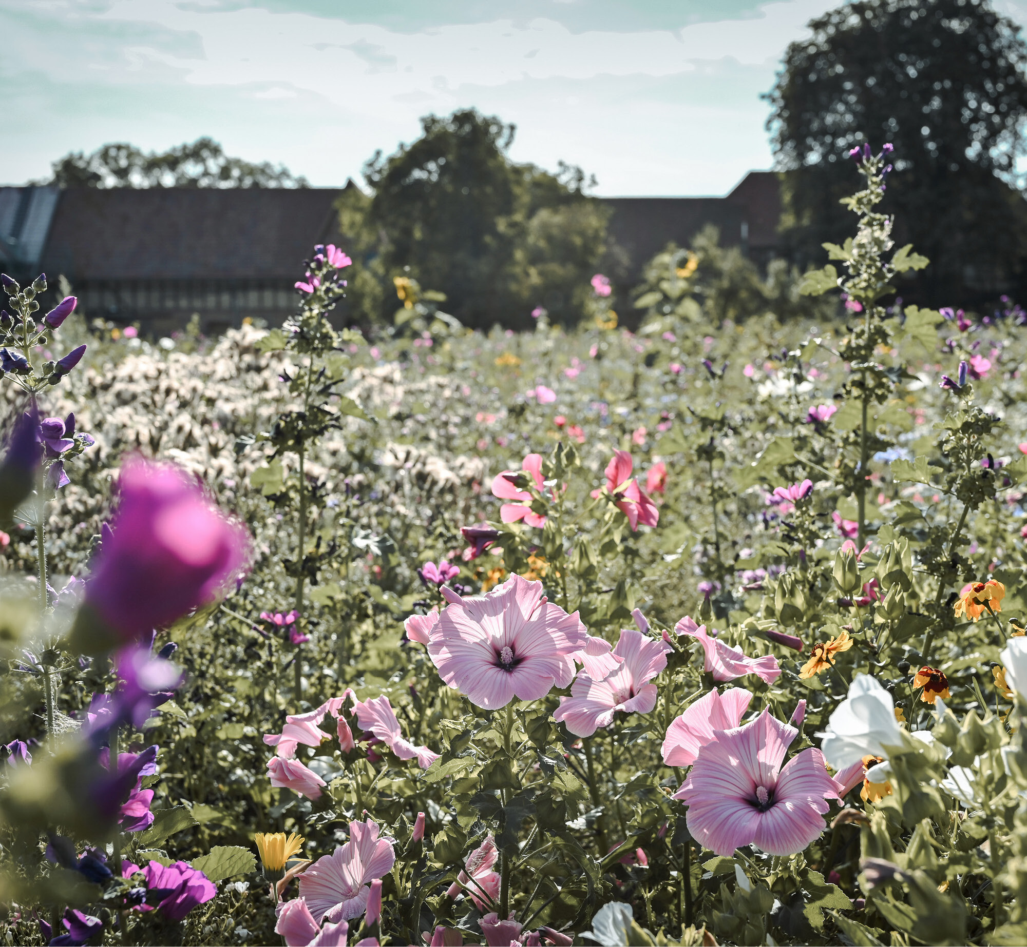 Blumenwiese hinter dem Goldhelm-Schokoladenhof in Wülfershausen.