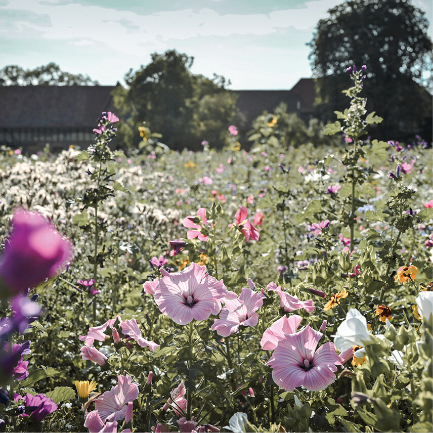Verschiedene Sommerblumen blühen vor dem Goldhelm Schokoladenhof.